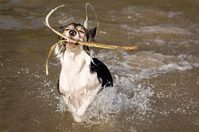 Hund planscht im Wasser